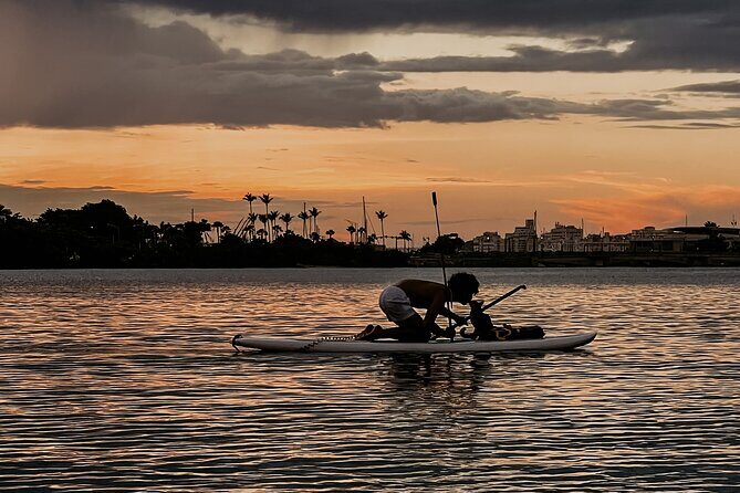 1-Hour Condado Lagoon Paddleboard Rental in San Juan - Wildlife spotting in Condado Lagoon: how to look (without getting frantic)