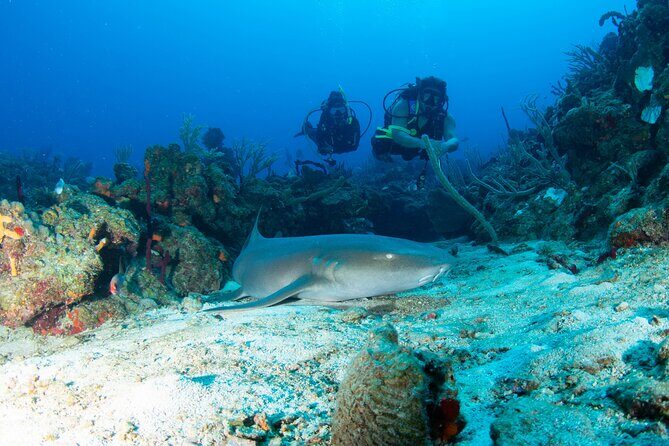 2-Tank Scuba Boat Trip in World-Class Sites @ Copamarina - Key things to know before you go