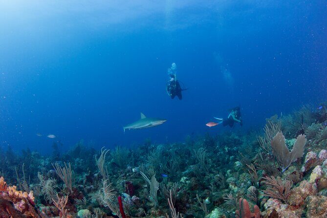 2-Tank Scuba Boat Trip in World-Class Sites @ Copamarina - Should you book the 2-Tank Scuba Boat Trip at Copamarina?