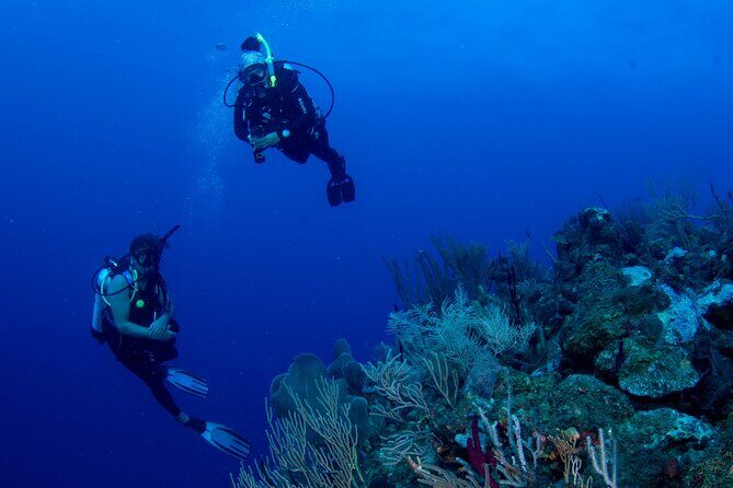 2-Tank Scuba Boat Trip in World-Class Sites @ Copamarina - The Wall: 80+ visibility, pelagic depths, and big-animal potential