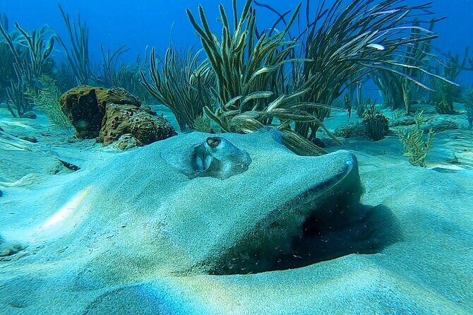 Aguadilla Tropical Snorkeling - Meeting at Peña Blanca Beach and starting with a real plan