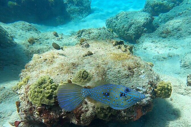 Aguadilla Tropical Snorkeling - Equipment and flotation: how the included gear changes the whole trip