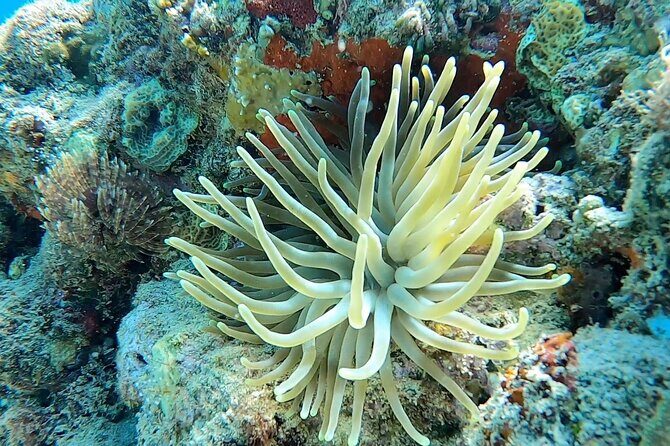 Aguadilla Tropical Snorkeling - How $98 is actually priced for what you get