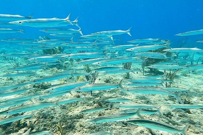 Aguadilla Tropical Snorkeling - What to watch for underwater: fish, corals, and the sea turtle factor