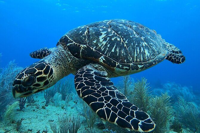 Aguadilla Tropical Snorkeling - Seasickness concerns and why no boat can help