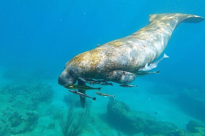 Aguadilla Tropical Snorkeling - Who this snorkeling trip suits best in Rincón