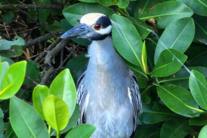Backwater Wildlife and Boat Tour - Key Things I’d Plan Around