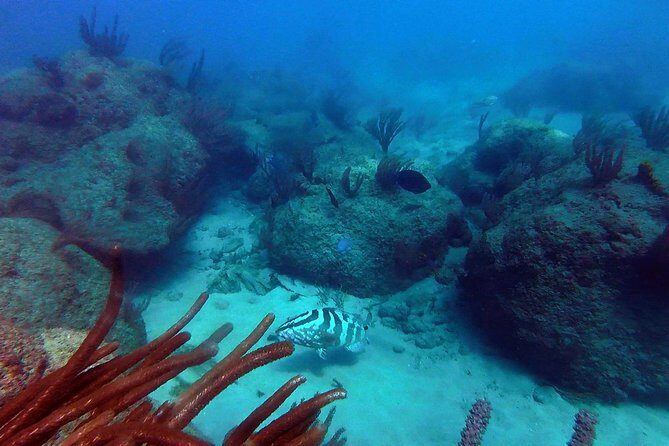Beginner Scuba Diving with Turtles and Videos, San Juan - Getting Started at Balneario del Escambrón (No Boat, Just Shore Entry)