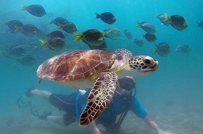 Beginner Scuba Diving with Turtles and Videos, San Juan - Guides and Safety: Why “Present the Whole Time” Matters