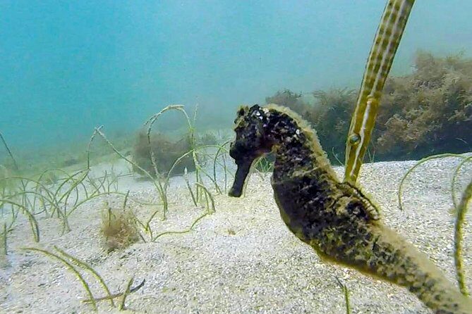 Beginner Scuba Diving with Turtles and Videos, San Juan - Price and Value: What You Get for $109 in San Juan
