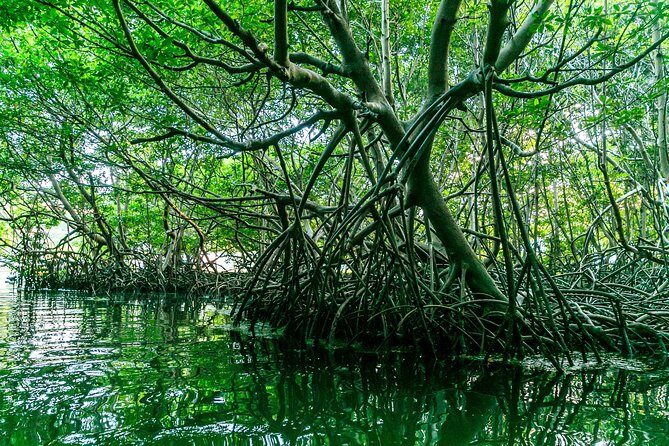 Bio Bay Night Kayaking | Laguna Grande, Fajardo - Who This Tour Suits Best (And Who Should Skip It)