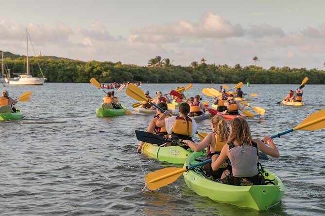 Bio Bay Night Kayaking with Transport from San Juan Area - Bioluminescent plankton: why your paddle matters
