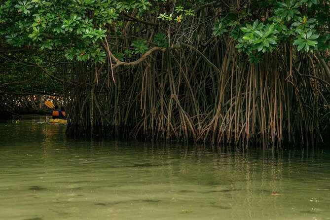 Bioluminescent Bay Night Kayaking, Fajardo - What you do after the paddle: snack, water, and a keep-sake photo
