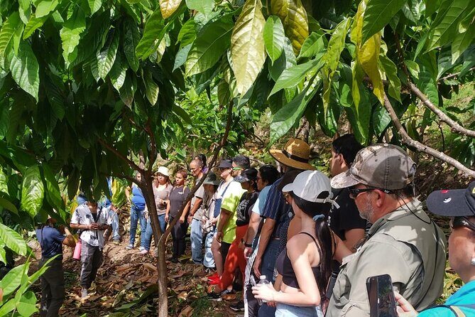 Cacao Walking Tour in Puerto Rico - Key Highlights You Should Know Before You Go