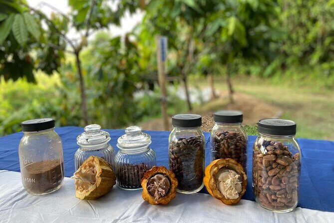 Cacao Walking Tour in Puerto Rico - Why This Cacao Farm Tour Works: Real Farming, Real Tasting