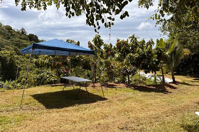 Cacao Walking Tour in Puerto Rico - The 2.5-Hour Plan at Finca La Providencia (What Happens and Why It Matters)