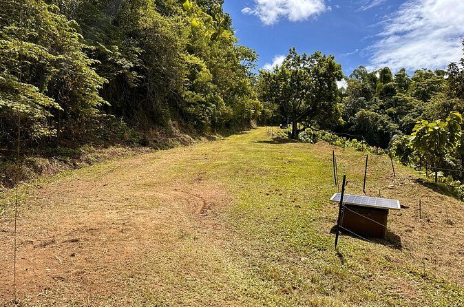 Cacao Walking Tour in Puerto Rico - Who This Tour Suits Best (and Who Might Skip It)