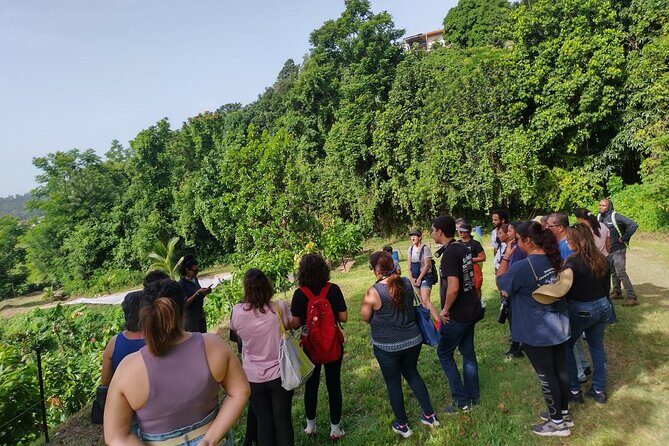 Cacao Walking Tour in Puerto Rico - What I’d Bring (So You Don’t Think About It Mid-Walk)