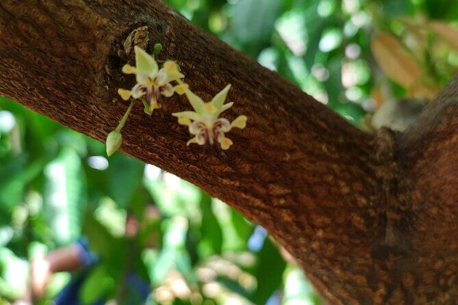 Cacao Walking Tour in Puerto Rico - Should You Book Cacao Farm Finca La Providencia?