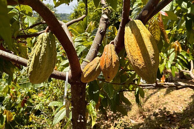 Cacao Walking Tour in Puerto Rico - Getting There: Start at Finca La Providencia in Moca