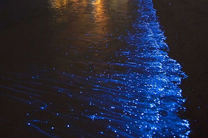 CLEAR BOTTOM KAYAKS Tour in Bioluminescent, Mosquito Bay - Key highlights you’ll care about
