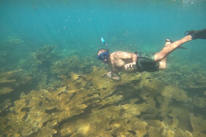Coral Reef Snorkel Adventure with Photos and Videos - The guided reef tour: what you can look for under the surface