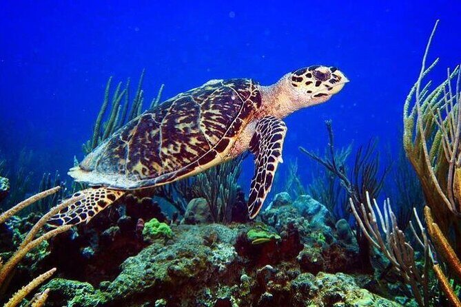 Culebra Snorkel and Beach Day with Lunch and Drinks - Value check: what you really pay for at $161.67 per person
