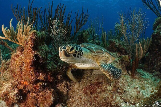 Culebra Snorkel and Beach Day with Lunch and Drinks - Who should book this Culebra snorkel-and-beach day (and who shouldn’t)