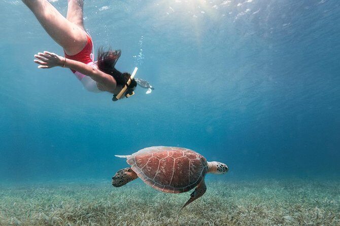 Culebra Snorkel and Turtle Adventure with Transport - Key points before you go