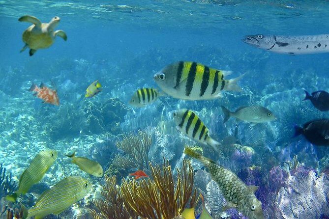 Culebra Snorkeling Tour by Catamaran from Fajardo - Flamenco or Culebrita: how the captain keeps your afternoon on track