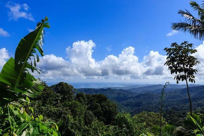 Discover El Yunque National Park: Half-Day Rainforest Tour - Quick reasons to book this El Yunque half-day