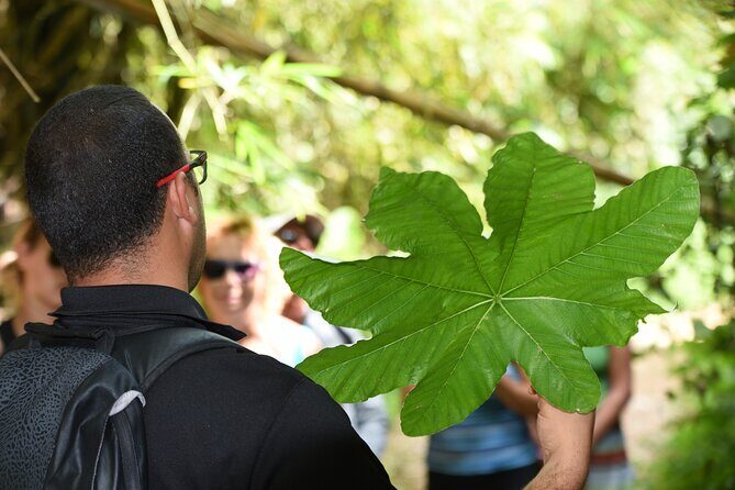 Discover El Yunque National Park: Half-Day Rainforest Tour - Yokahú Tower: the viewpoint stop you’ll feel in your camera roll