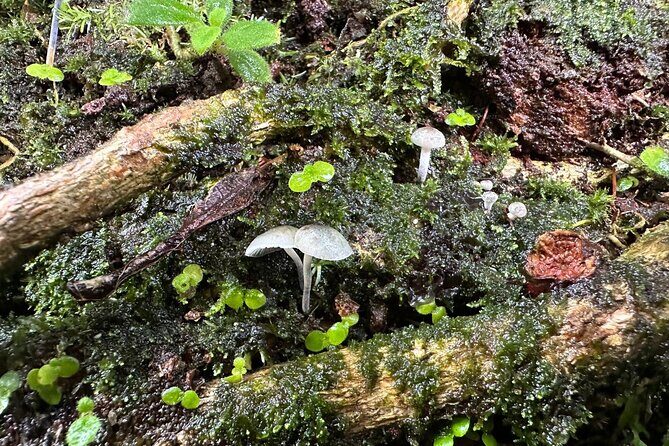 Discover El Yunque National Park: Half-Day Rainforest Tour - What the guide really adds (and why it matters)