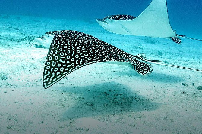 Discover Fajardo: 2-Tank Scuba Diving - PADI Referral Form: A Legit Next Step, Not Just a One-Off
