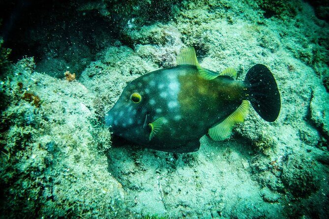 Discover Scuba Diving - What you’ll see at up to 12m / 39 feet