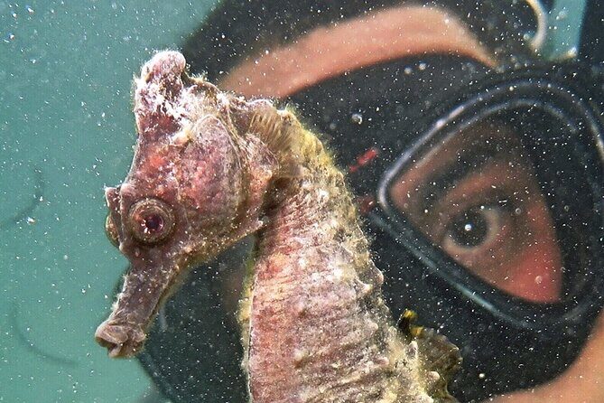 Discover Scuba Diving in San Juan - Logistics that matter: where to start and how to plan your day