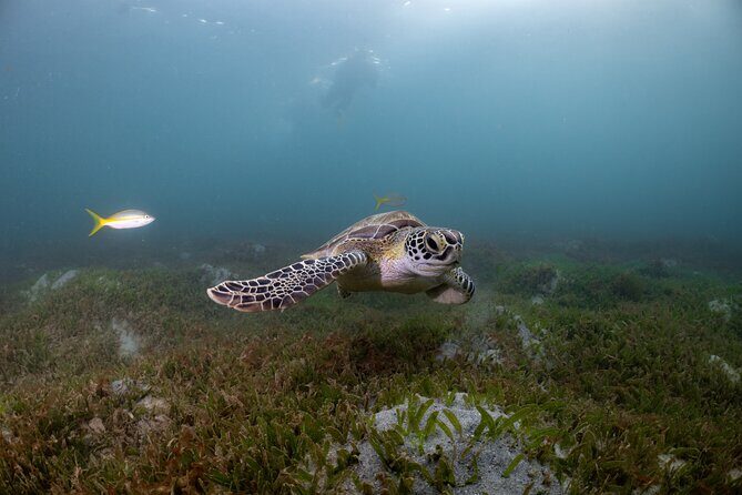 Discover Scuba Diving in San Juan - Who should book Discover Scuba with Scuba Dogs?