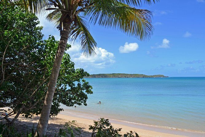 Discover Scuba Diving in San Juan: Perfect for First-Time Divers - The marine life question: what you might see (and what can go wrong)