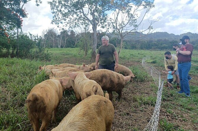 Eco Friendly Farming Tour to Explore Dorado's Most Beautiful Farm - Giant Grass Maze: the optional 3-mile mystery game