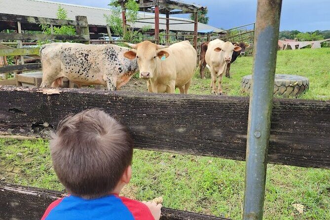 Eco Friendly Farming Tour to Explore Dorado's Most Beautiful Farm - Practical gear tips for muddy paths and hot Puerto Rico sun