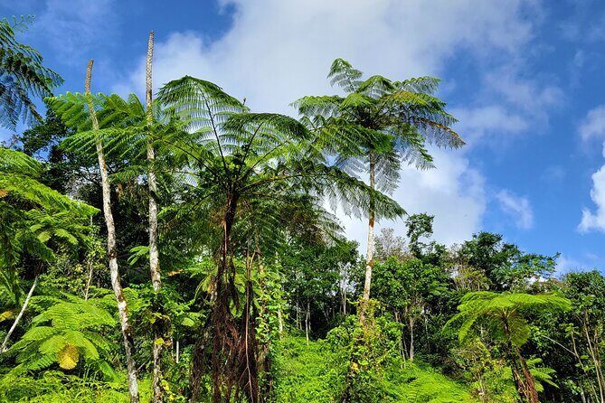 El Yunque Rainforest and Luquillo Kiosk Day Trip - Should you book this tour?