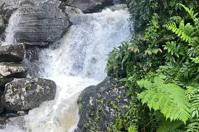 El Yunque Rainforest Hike with Transport from San Juan - Why El Yunque From San Juan Feels Like a Mini Escape