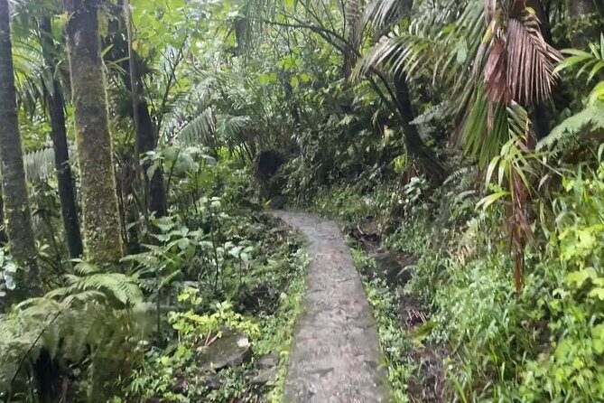 El Yunque Rainforest Hike with Transport from San Juan - The 8:00 am Setup: Pickup, Small Group, and How Long It Takes