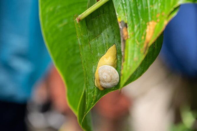 El Yunque Rainforest Tour from Fajardo - From Walgreens to El Yunque: The Half-Day Pace