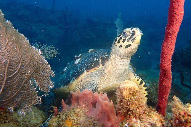 Experience Scuba Diving / NO certification Needed - Key highlights worth booking