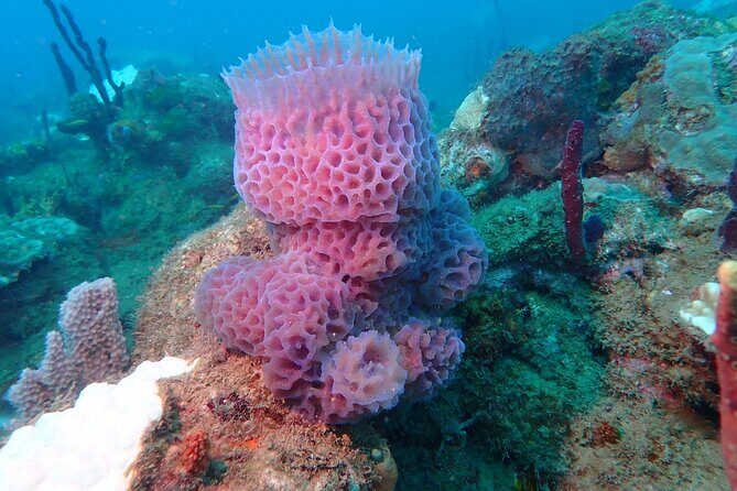 Experience Scuba Diving / NO certification Needed - How the PADI Discover Scuba Basics Keep You Safe and Calm