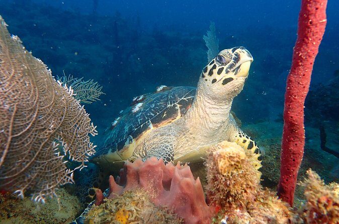 Experience Scuba Diving / NO certification Needed - When This Experience Might Not Be for You