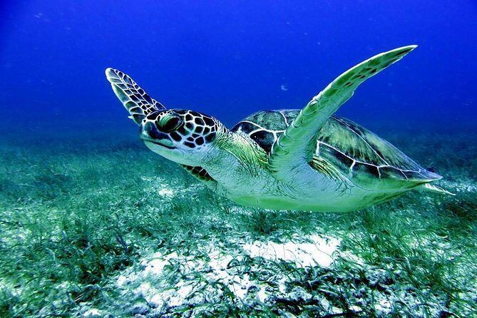 Fajardo Afternoon Snorkeling Adventure Tour - Key things I’d clock before you go