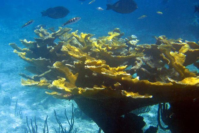 Fajardo Afternoon Snorkeling Adventure Tour - Safety and skipper culture: USCG-approved plus CPR matters