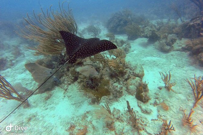 Fajardo Afternoon Snorkeling Adventure Tour - Who should book this Fajardo snorkeling tour (and who should not)